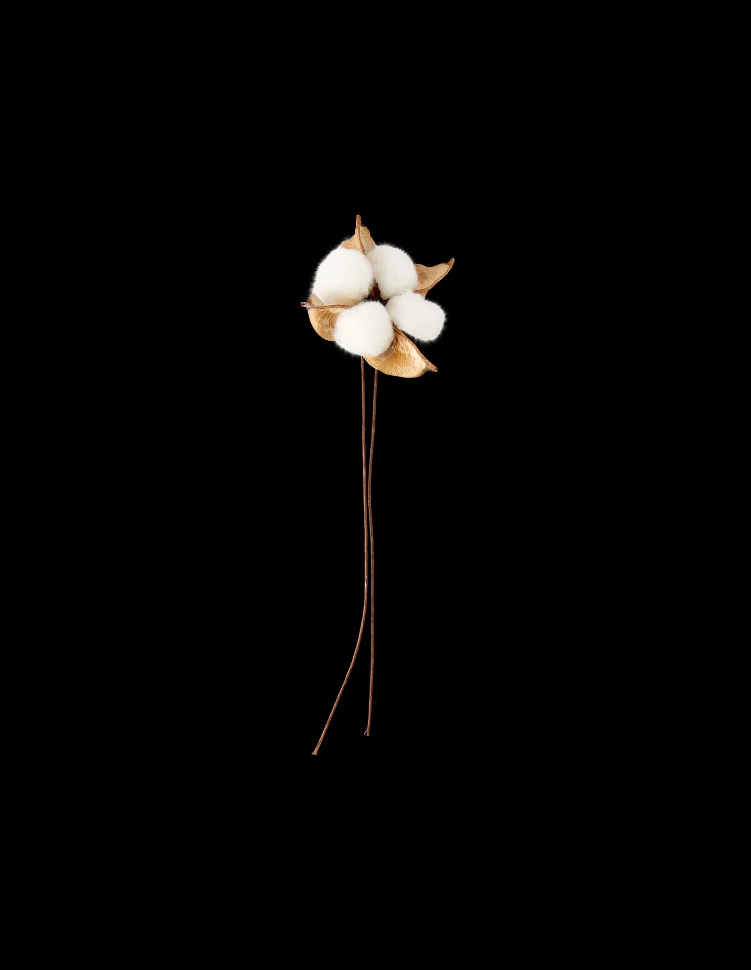 Bomuldsblomst